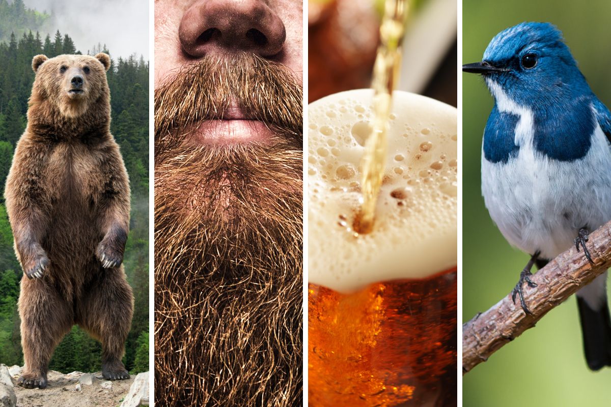 bear, beard, beer, bird